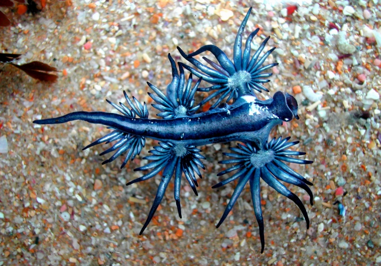 Deniz Sülüğü (Glaucus Atlanticus)